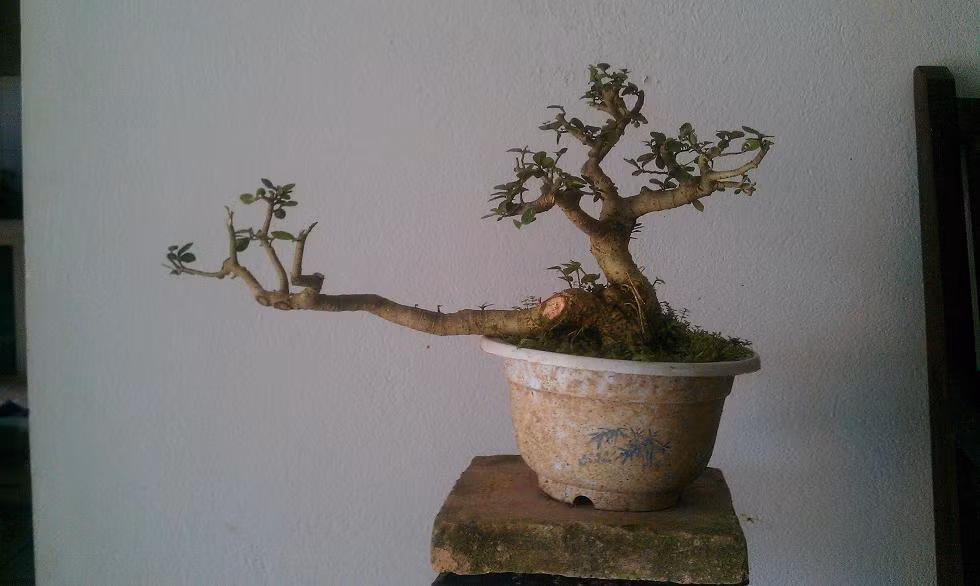 Những cây có dáng thế cầu kỳ thường giá bán rất cao. Ảnh: Caycanhvietnam.
