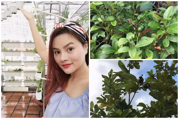 Khu vườn xanh mướt trên sân thượng nhà cựu người mẫu, diễn viên Vũ Thu Phương có đủ các loại cây ăn trái như ổi, chanh...Ảnh: Khám phá.