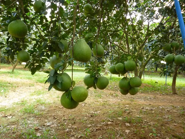 Những trái bưởi sai trĩu cảnh khiến khách đến thăm phải trầm trồ, ngưỡng mộ. Ảnh: Zing.