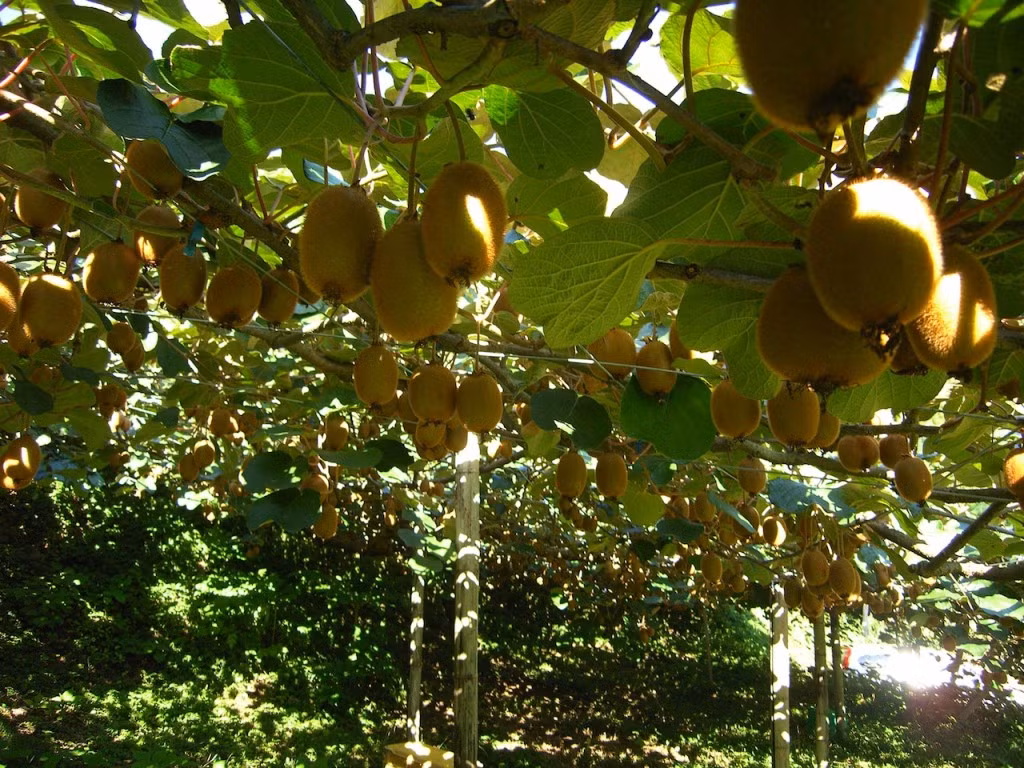 Mùa kiwi cầu vồng chỉ đúng 1-2 tháng mùa thu tại Nhật Bản. Ảnh: Fukuoka Now.