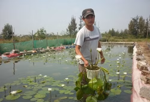 Tương tự, anh Trần Dũng Quốc (phường Hòa Cường Nam, quận Hải Châu, Đà Nẵng) cũng đầu tư 12 hồ trồng hoa súng, mỗi tháng bỏ túi 10 triệu đồng. Ảnh: Dân Việt.