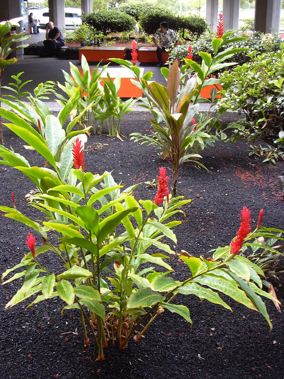 Hoa hạnh phúc có thể trồng trong vườn, làm tiểu cảnh đẹp mắt. Ảnh: The Lovely Plants.