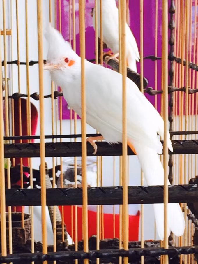 Trong bộ sưu tập của anh Chương còn có hàng chục chú chào mào bạch tạng, choè than bạch, chim họa mi bạch… có giá dao động từ 150 – 400 triệu đồng/con. Ảnh: PLVN.