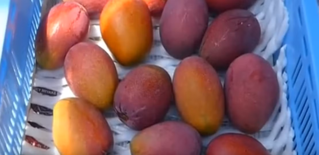 Xoài chín sẽ được thu hoạch bằng tay, từng trái một. Nguồn ảnh: Noal Farm/Youtube.