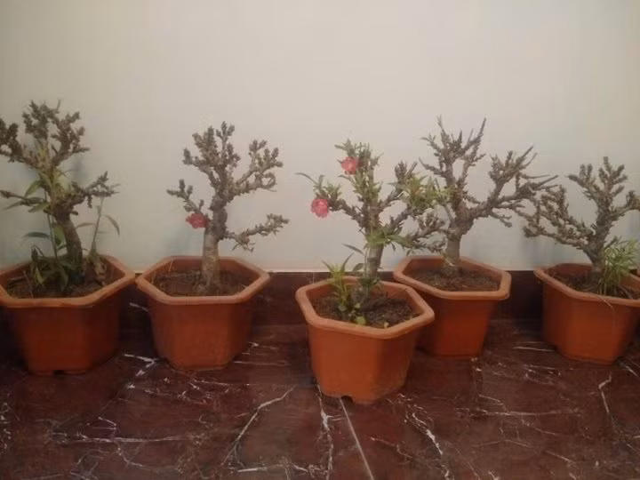 Tuy nhiên, những người trồng đào Thất Thốn ở Nhật Tân khẳng định, giống đào lạ này thực chất không phải đào Thất Thốn chuẩn xịn mà đó là đào Nữ nhi hồng hay còn gọi là đào mini xuất xứ từ Trung Quốc.