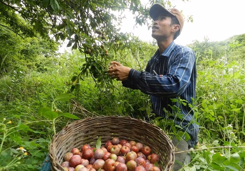 Bắt đầu từ tháng 4, đến cao nguyên Mộc Châu du khách sẽ bắt gặp ngày mùa mận rộn rã khắp nẻo núi rừng. Ảnh: Dulichmocchau.