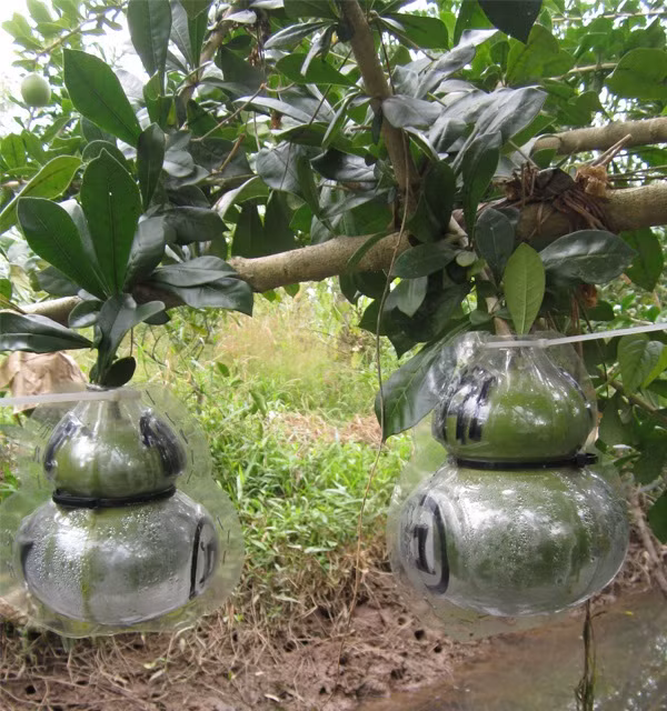 Bình thường, đào tiên có giá trị thấp vì chỉ dùng làm thuốc hoặc cây cảnh. Ảnh: Sieuthiviet.
