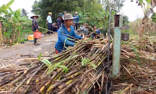 Người dân xã Hòa An, huyện Phụng Hiệp, tỉnh Hậu Giang thu hoạch mía.