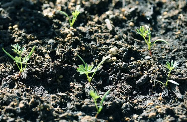 Hạt cà rốt có thể nảy mầm sau khi gieo từ 7 - 10 ngày. Khi trồng, cần tưới nước thường xuyên để giữ độ ẩm. Ảnh: Printest.