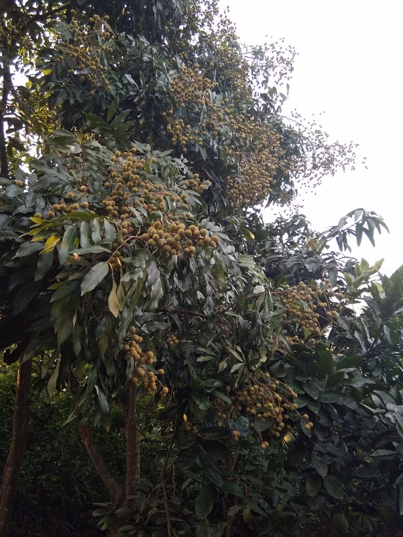 Theo người dân địa phương, năm nay thời tiết từ tháng 3 tới tháng 5 thuận lợi nên nhãn đậu quả nhiều.