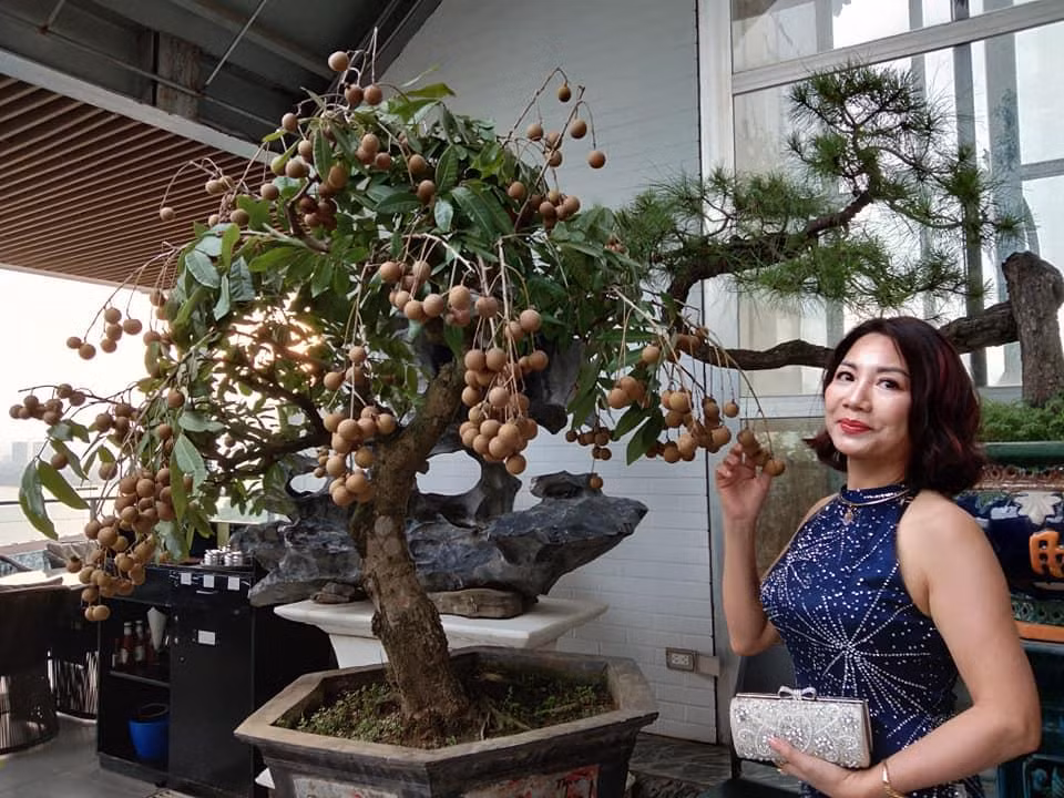 Cây được tạo theo lối bonsai tự nhiên, tay cành cân xứng tỷ lệ. Đặc biệt, dù trồng trên chậu nhỏ nhưng quả vẫn sai đều các hướng. Ảnh: Vanhienvietnam.