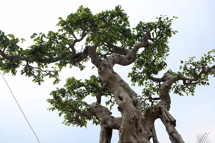 Được đặt tên là "cây ngai vàng" do hai chiếc rễ buông cân đối hai bên, khá tương xứng, kết hợp với phần thân chính tạo thành một chiếc ngai. Ảnh: Dân Việt.