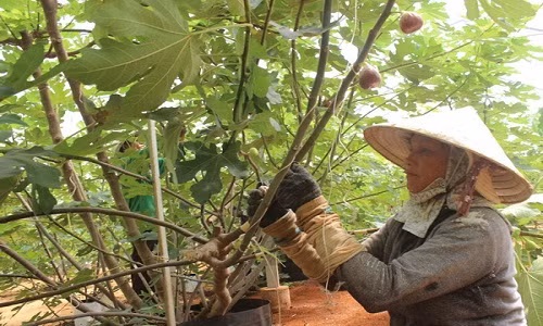 Thời gian gần đây, sung Mỹ đã được trồng thành công tại huyện Cẩm Mỹ (Đồng Nai). Ảnh: Baodongnai.