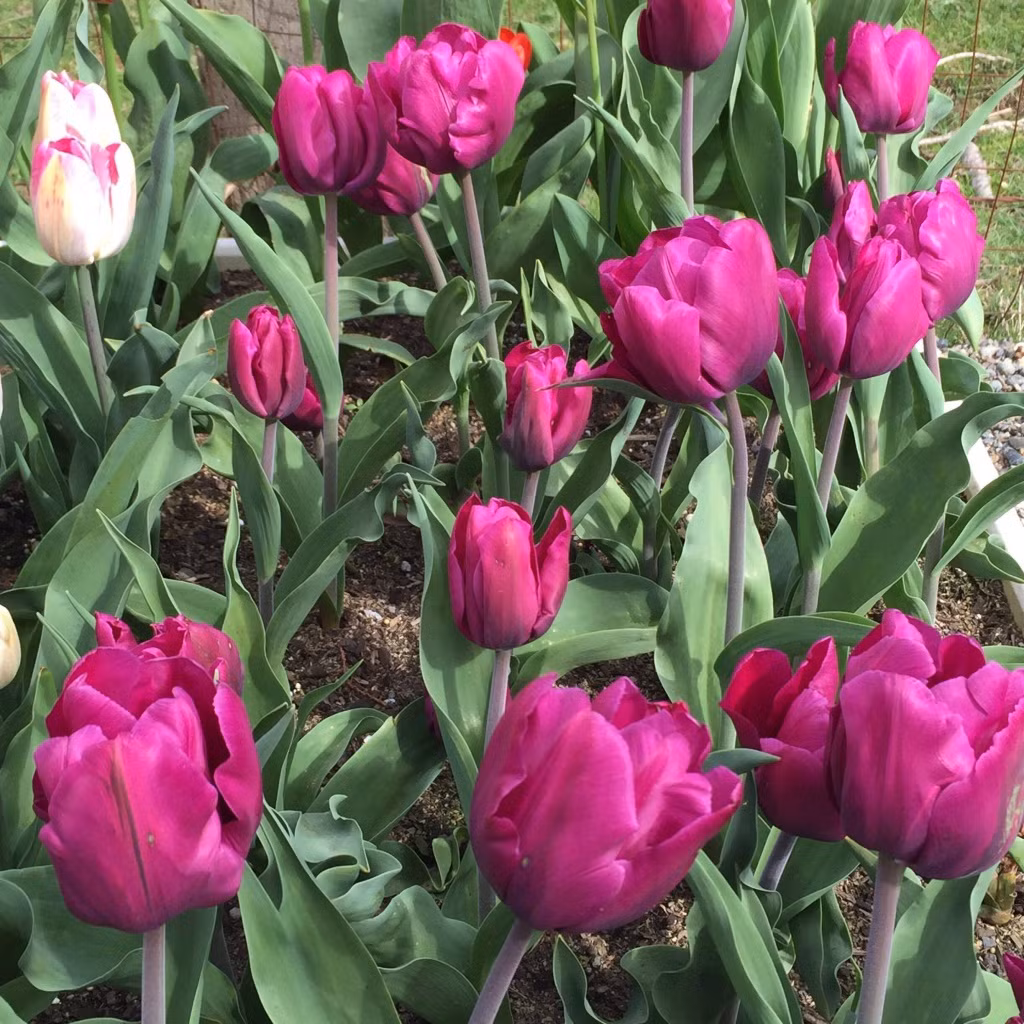 Hoa tulip đua nhau khoe sắc. Ảnh: Doisongphaply.