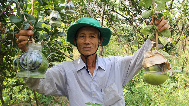 Trong quá trình tạo hình, người trồng đào tiên dùng giấy che trên cuống nhằm tránh ánh nắng chiếu trực tiếp hay nước mưa ướt, dễ làm trái cây sần sùi, không đẹp. Ảnh: Tuổi trẻ.