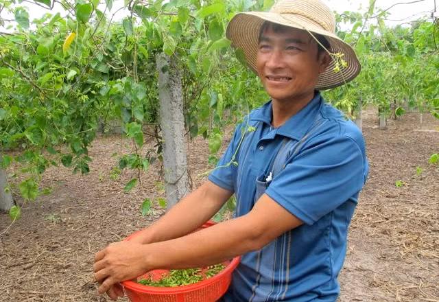 Anh Trần Văn Xô (xã Quảng Hưng, huyện Quảng Trạch, Quảng Bình) là một trong những người đầu tiên khai hoang, bám trụ và làm giàu thành công từ giàn hoa thiên lý trên vùng cát Quảng Hưng. Ảnh: Vietnamnet.