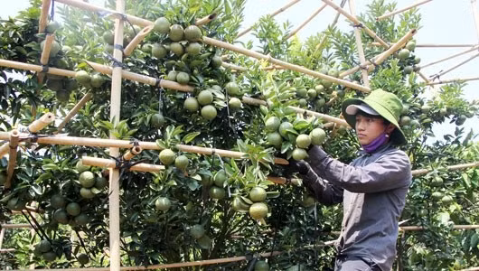 Mong muốn có giá bán cao, thị trường đầu ra ổn định, gia đình bà Trần Thị Yến (thôn Phú Xuân, xã Đắk Nia, Đắk Mil, Đắc Nông) nghiên cứu để ép cam, quýt ra hoa trái mùa. Ảnh: Baodaknong.
