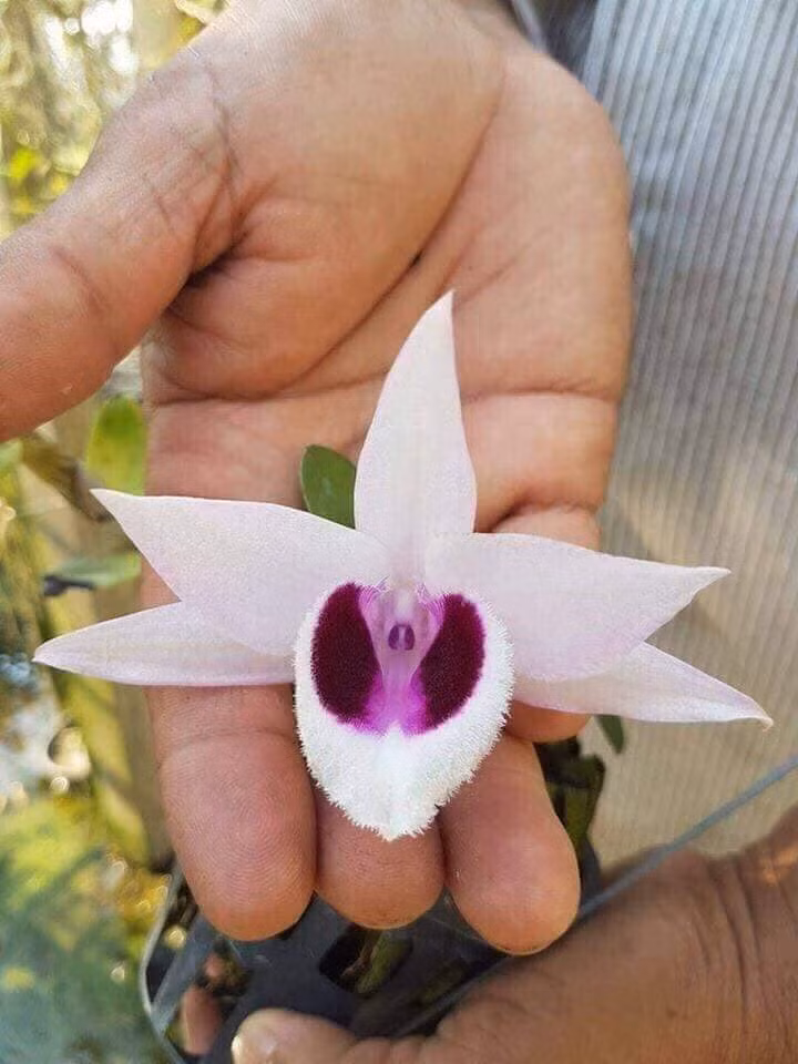 Giá bán dựa trên mỗi cm thường do chủ cây lan quyết định, nhưng thông thường khoảng 2 - 3 triệu đồng/cm, thậm chí 5 triệu đồng/cm. Ảnh: FB Học Viện Nông Nghiệp Hà Nội..