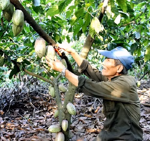 Ca cao cái màu đỏ hoặc cam, trái tròn, vỏ dày, nhưng nhẹ hơn, lắc có bọng, ăn hơi chua chứ không ngọt bằng ca cao đực. Ảnh: Trongduccacao.