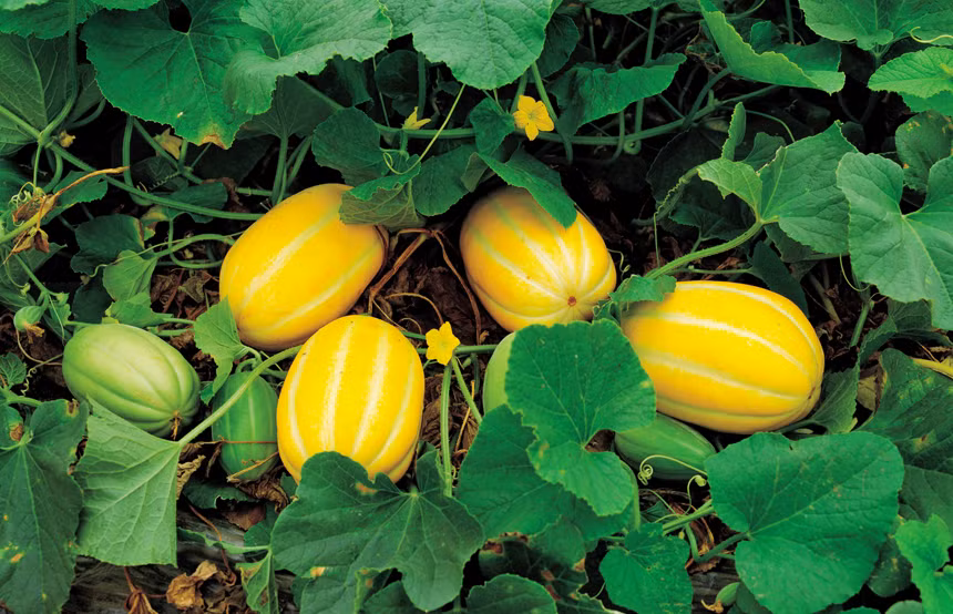 Dưa lê Hàn Quốc cầm chắc tay, trọng lượng trung bình từ 200 - 250g. Ảnh: Seedream.
