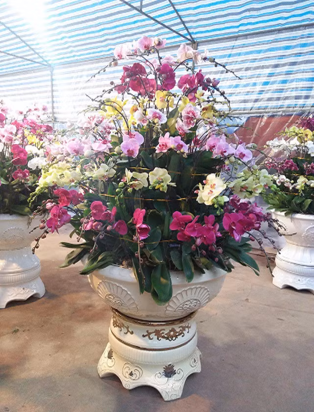 Chậu lan hồ điệp được kết từ hơn 120 giò hoa. Lan hồ điệp là mặt hàng hoa giá cao, dao động từ 150.000 - 250.000 đồng/giò. Ảnh: Gia đình &amp; xã hội.
