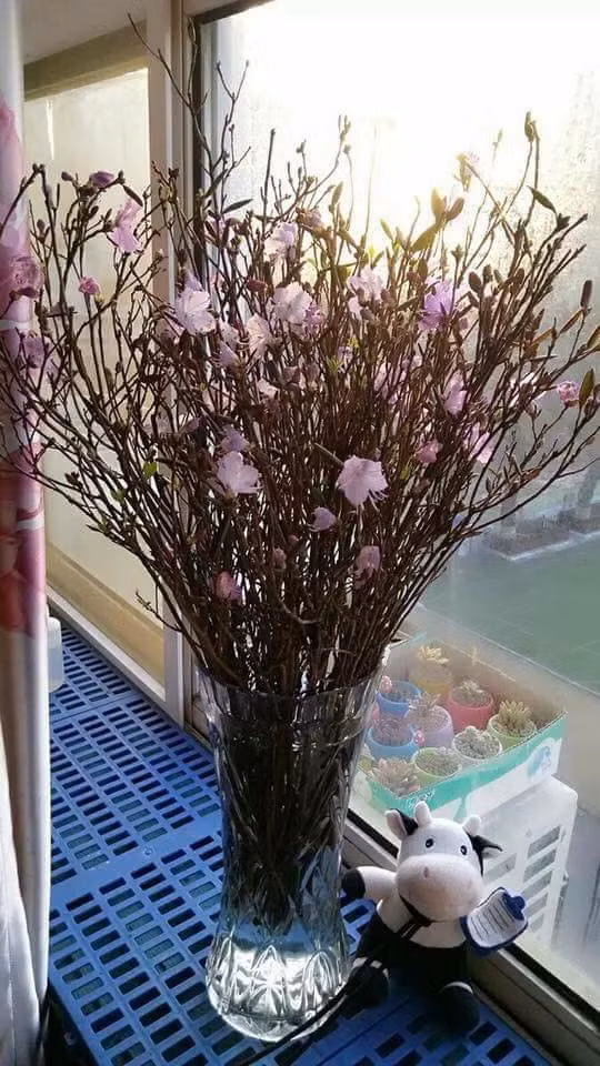 Theo người bán hàng, hoa đỗ quyên khô này được cho "ngủ đông", giữ búp không nở. Ảnh: FB Trịnh Hiền.