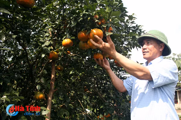 Trang trại của tôi hiện có 3.500 gốc cam bù, đã vào mùa thu hoạch thứ 8. Năm nay, ước tính sản lượng đạt cỡ gần 20 tấn, với giá bán hiện nay có thể thu về trên 1 tỷ đồng” - ông Phạm Quang Hùng chia sẻ.