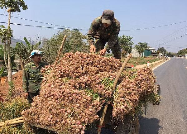 Mùa thu hoạch, thương lái khắp nơi về tận ruộng thu mua tỏi với số lượng lớn. Ảnh: Dân Việt.