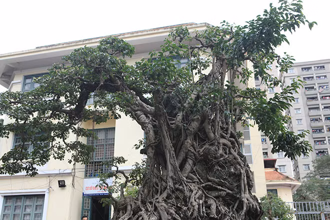 Sự "chấm phá" đầy ý đồ nghệ thuật ở tác phẩm này chính là việc tạo bộ tay tán vươn ra các hướng với các trường độ cao cấp khác nhau, vừa để "nghênh phong" đón gió vừa khéo léo biến khối đá nằm ở chính giữa tương giao với bộ bệ rễ bao quanh kết thành thân chính ngày càng hài hòa hợp nhất với nhau.