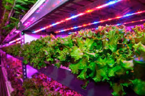 Đây là dự án liên doanh giữa hãng nông nghiệp công nghệ cao Mỹ Crop One Holdings và nhà cung cấp suất ăn hàng không Emirates Flight Catering.