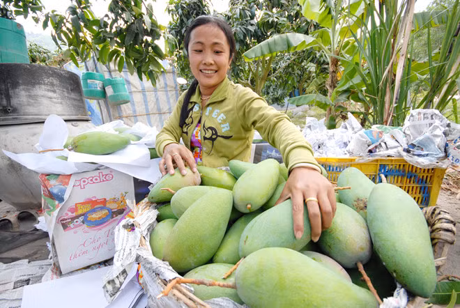 Trước đây, người dân cù lao người dân cù lao Giêng (gồm 3 xã Mỹ Hiệp, Bình Phước Xuân, Tấn Mỹ thuộc huyện Chợ Mới, tỉnh An Giang) chủ yếu sống bằng cây lúa. Ảnh: Zing.