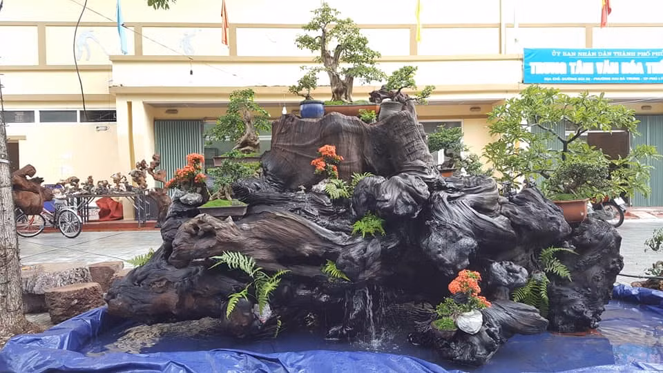 Tác phẩm lũa gỗ sao "khủng" khiến nhiều vị khách trầm trồ. Ảnh: FB Bonsai Nabilong.