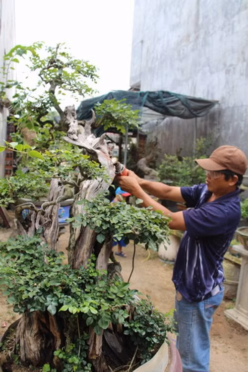 Lũa rin là phần lũa và phần sống của cây đều thuộc trên một cây, cây sống tình trạng "nửa sống nửa chết". Ảnh: Baobinhdinh.