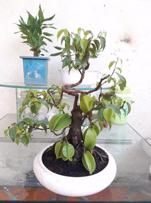 Thân cây mọc ra nhiều nhánh khỏe khoắn, uốn lượn. Ảnh: FB Trung Le.