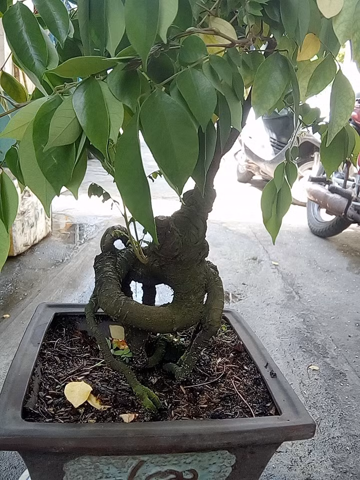Khế bonsai mini dáng long. Ảnh: Bonsai Da Nang.