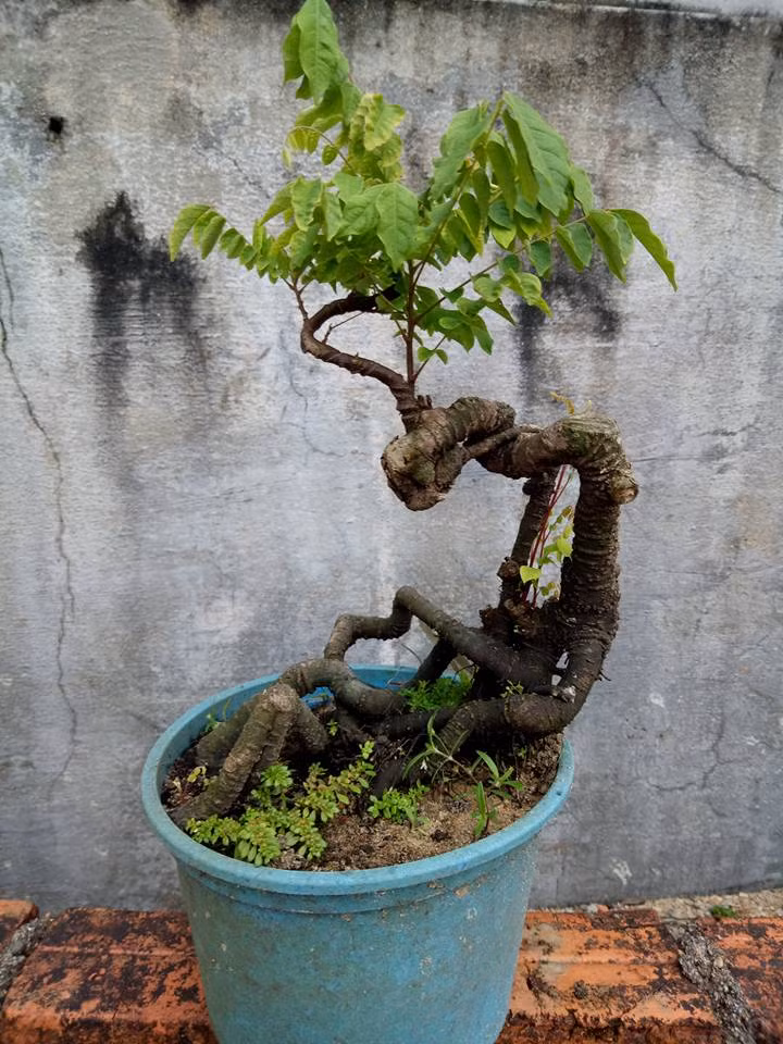 Cây khế được biến tấu ngẫu hứng theo dáng thế có sẵn. Ảnh: FB Nguyễn Đức Nhựt.