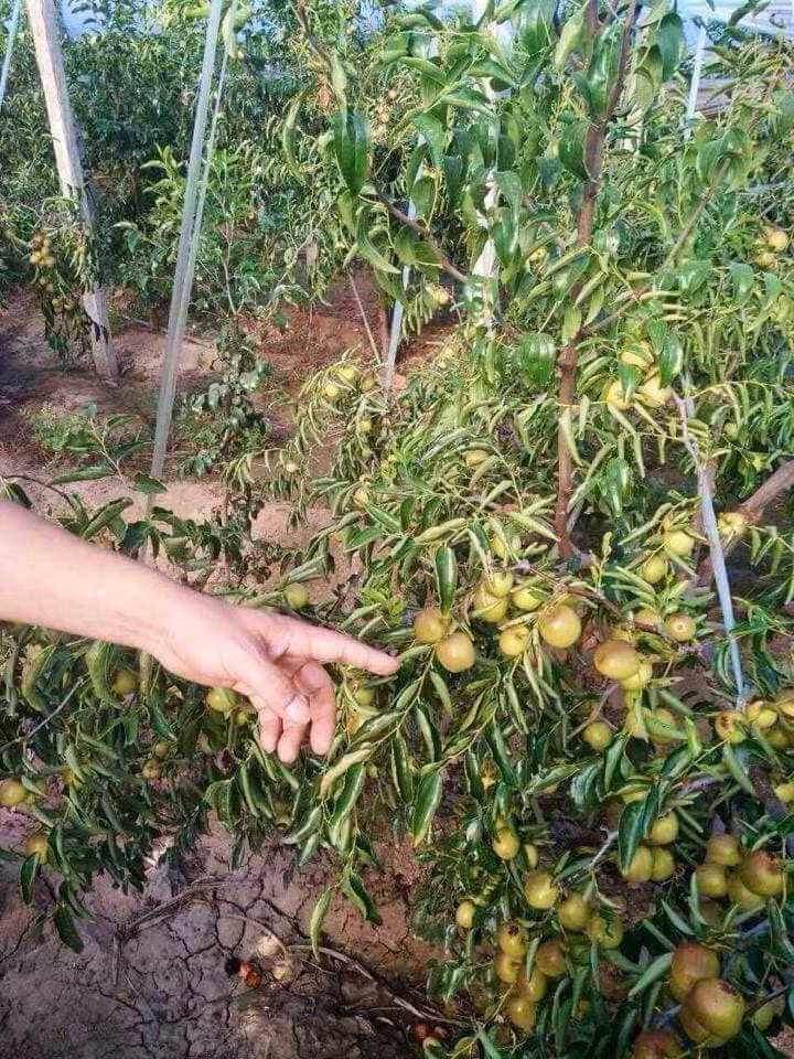 Những trái táo sai trĩu cành tương tự táo ta ở Việt Nam. Ảnh: FB Diệu Bản.