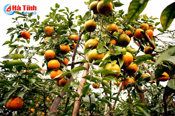 Thời điểm này, ông Hùng cùng công nhân đang tập trung tỉa quả nhỏ, quả xấu, để lại những quả to đẹp bán vào dịp Tết với mức giá dự kiến 60 - 80 ngàn/kg.