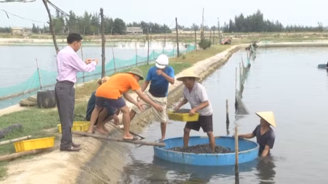 Sau 5 tháng chăm sóc, ông Vựng thu gần 11 tấn, bán với giá 200.000 đồng/kg, thu 2,2 tỷ đồng. Trừ chi phí, gia đình ông lãi hơn 500 triệu đồng. Ảnh: Nongnghiep.