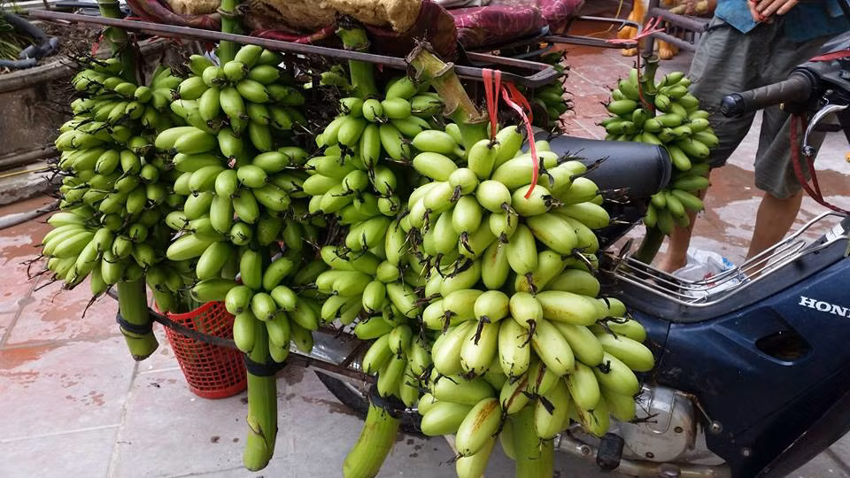 Cứ đến gần Tết, các thương lái nhiều tỉnh trên cả nước lại tìm đến làng Đại Hoàng (Hòa Hậu, Lý Nhân, Hà Nam) để thu mua chuối Ngự. Ảnh: VTV.