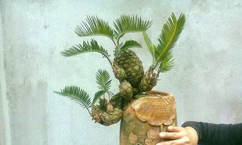 Cây và đá kết hợp với nhau tạo hòn non bộ đẹp và mới lạ. Ảnh: FB Nguyen Trung Bonsai.
