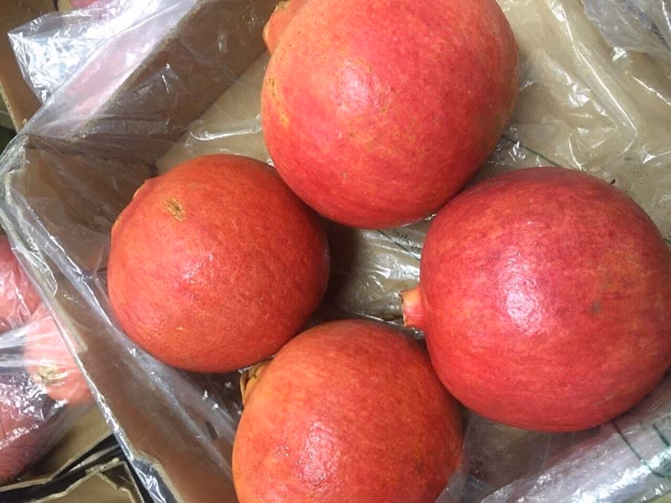Trung bình, mỗi quả lựu Peru nặng khoảng 600 - 700g. Ảnh: FB Xuan Thu Dang.