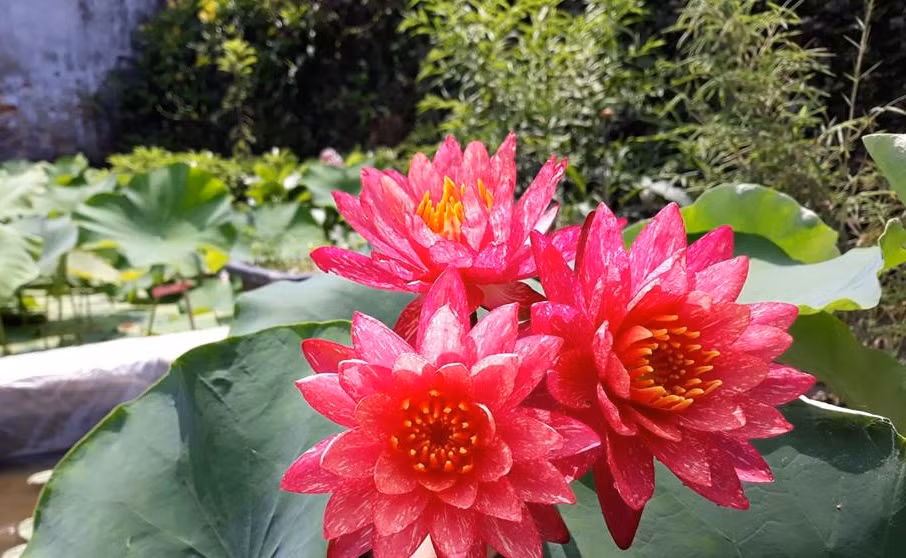 Theo người bán, đây là giống hoa súng Thái Lan có tên gọi Wanvisa. Ảnh: FB Hoa Súng Khải Hường.