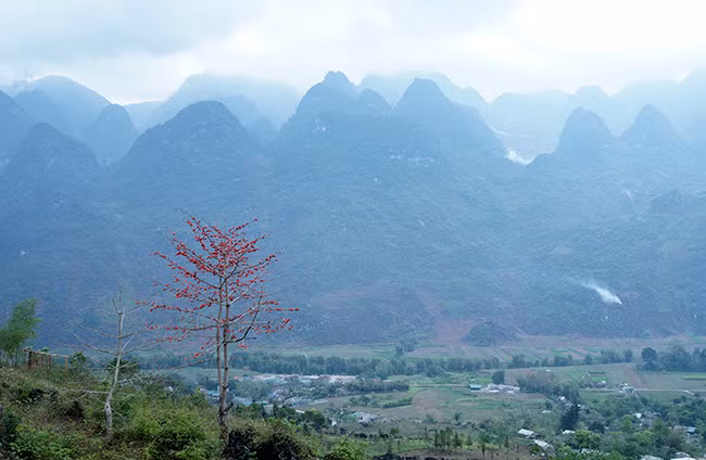 Cây gạo đỏ rực bên những ngọn núi cao sừng sững ở huyện Quản Bạ (Hà Giang). Vào đầu tháng 4, đi dọc quốc lộ 4B qua các huyện Yên Minh, Quản Bạ, Đồng Văn... hình ảnh hoa gạo nở bên lưng chừng núi đá xuất hiện rất nhiều.