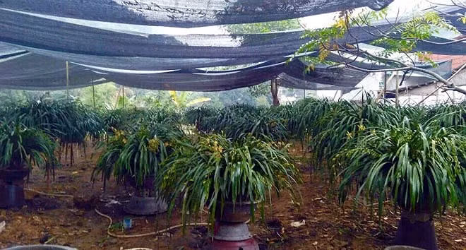 Giá lan trong vườn anh Phương dao động từ 350.000 đến 500.000 đồng/cành lan, tùy thuộc vào kích cỡ, số lượng cành hoa. Ảnh: Vietnamnet.