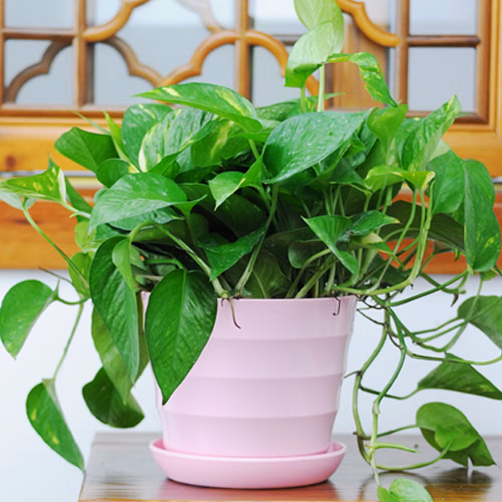 Cây trầu bà: Thân leo, lá tròn xanh mướt, khả năng thích nghi cao, có thể vừa sống được trong môi trường đất vừa sống được trong môi trường nước. Mùa Đông trồng cây này trong nhà có thể giúp làm sạch không khí phòng và làm không gian thêm sức sống. Ảnh: Sohu.