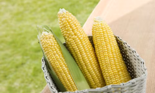 Ngô là thực phẩm giàu dinh dưỡng, giàu chất xơ không hòa tan nên ăn ngô thường xuyên có thể tăng cường sức khỏe hệ tiêu hóa. Ảnh: vcg.