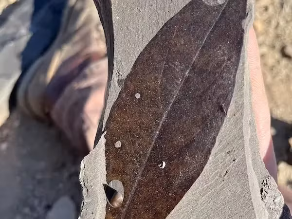 Theo nhóm nghiên cứu, các trầm tích, hóa thạch phát hiện ở Clarkia Middle Miocene được bảo quản khá tốt nên còn khá nguyên vẹn dù đã hàng triệu năm tuổi. Trong số này, các chuyên gia đã tìm được một số lá cây hóa thạch có màu sắc và hình dáng khá nguyên vẹn giống như chúng vừa rụng xuống.