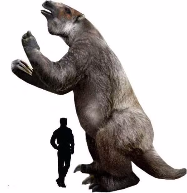 Nguyên do là bởi Megatherium có vóc dáng to lớn cùng với bộ móng sắc, dài và hai chi trước tấn công thì có thể dễ dàng tiêu diệt một con hổ răng kiếm khổng lồ.