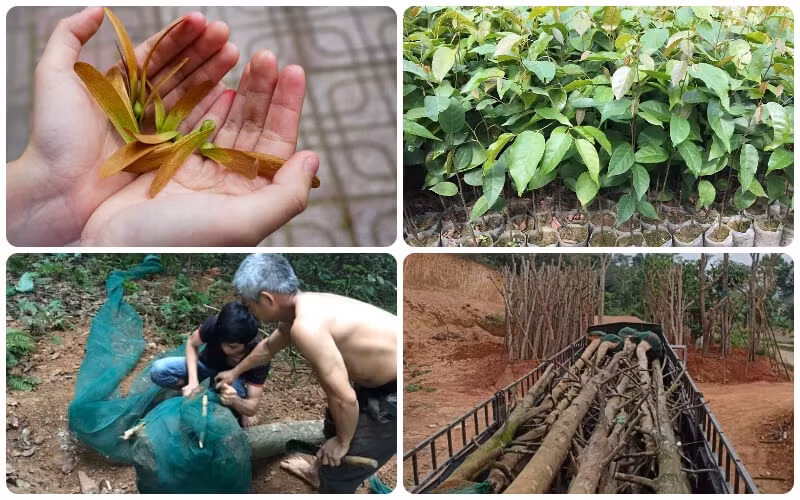 Cuối cùng, cây sao đen được người dân ở nhiều tỉnh thành ở Việt Nam trồng như một loại cây cảnh, cây bóng mát trên các đường phố, công trình công cộng.